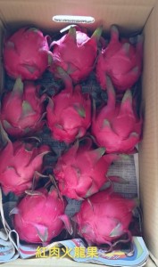 台灣紅肉火龍果 11-12個裝