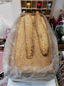 北海道長芋 (淮山)  6-9本