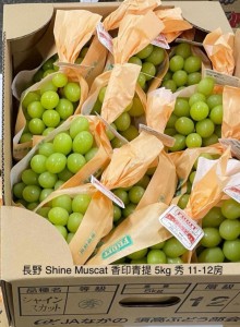 長野 Shine Muscat 香印青提  11-12房
