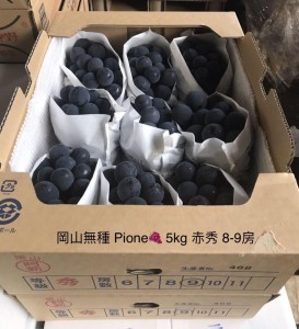 岡山無種 Pione  8-9房