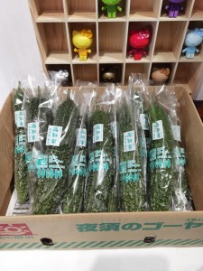 高知苦瓜 12本